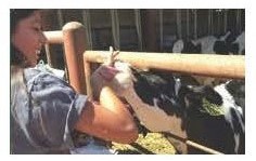 Picture of girl feeding calf